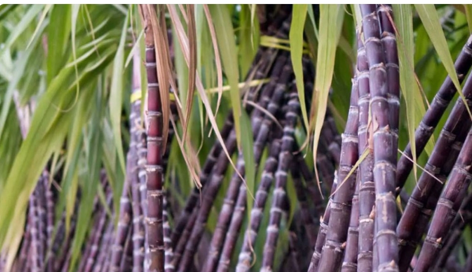 सरकारद्वारा उखुको न्यूनतम समर्थन मूल्य ६२० रुपैयाँ निर्धारण, किसानलाई ७० रुपैयाँ अनुदान