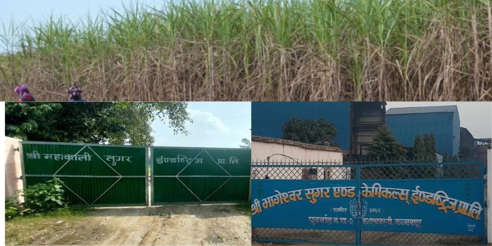 सरकारद्वारा मूल्य निर्धारणसँगै कञ्चनपुरका दुवै चिनी मिलमा उखु क्रसिङ सुरु