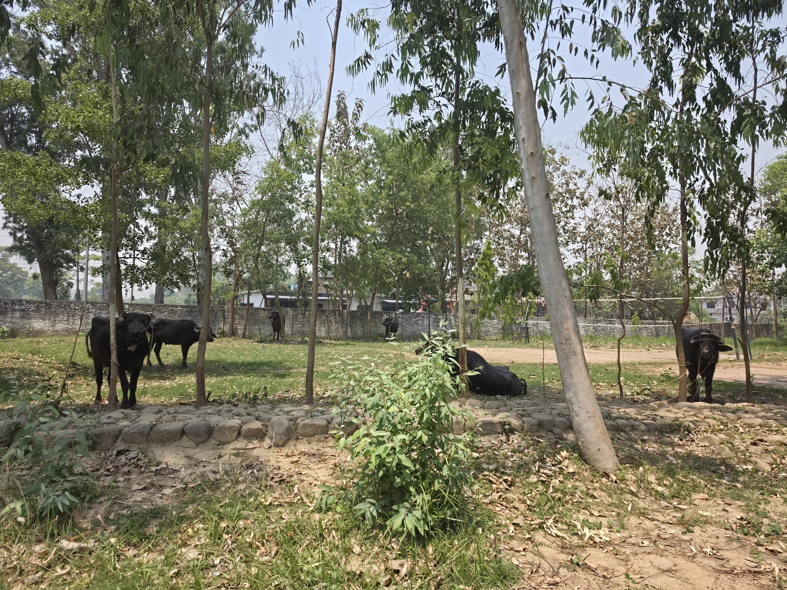 बेलौरीको पचुई सीमा नाकाबाट अवैध रूपमा भारत निकासी गर्न लागिएका ६ राँगा प्रहरीको नियन्त्रणमा