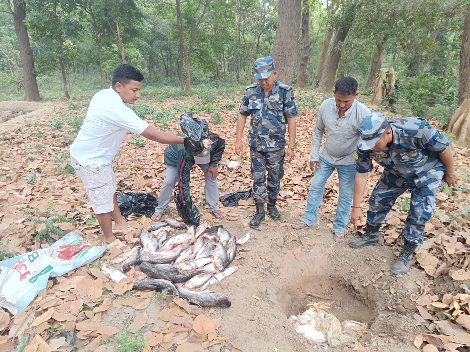 बेलौरीको फटिया सीमा क्षेत्रबाट सशस्त्र प्रहरी द्वारा अवैध माछा र कुखुरासहित मोटरसाइकल बरामद