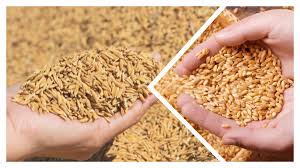 गहुँ र चैते धानको न्यूनतम समर्थन मूल्य निर्धारण, गत वर्षको तुलनामा मूल्य वृद्धि