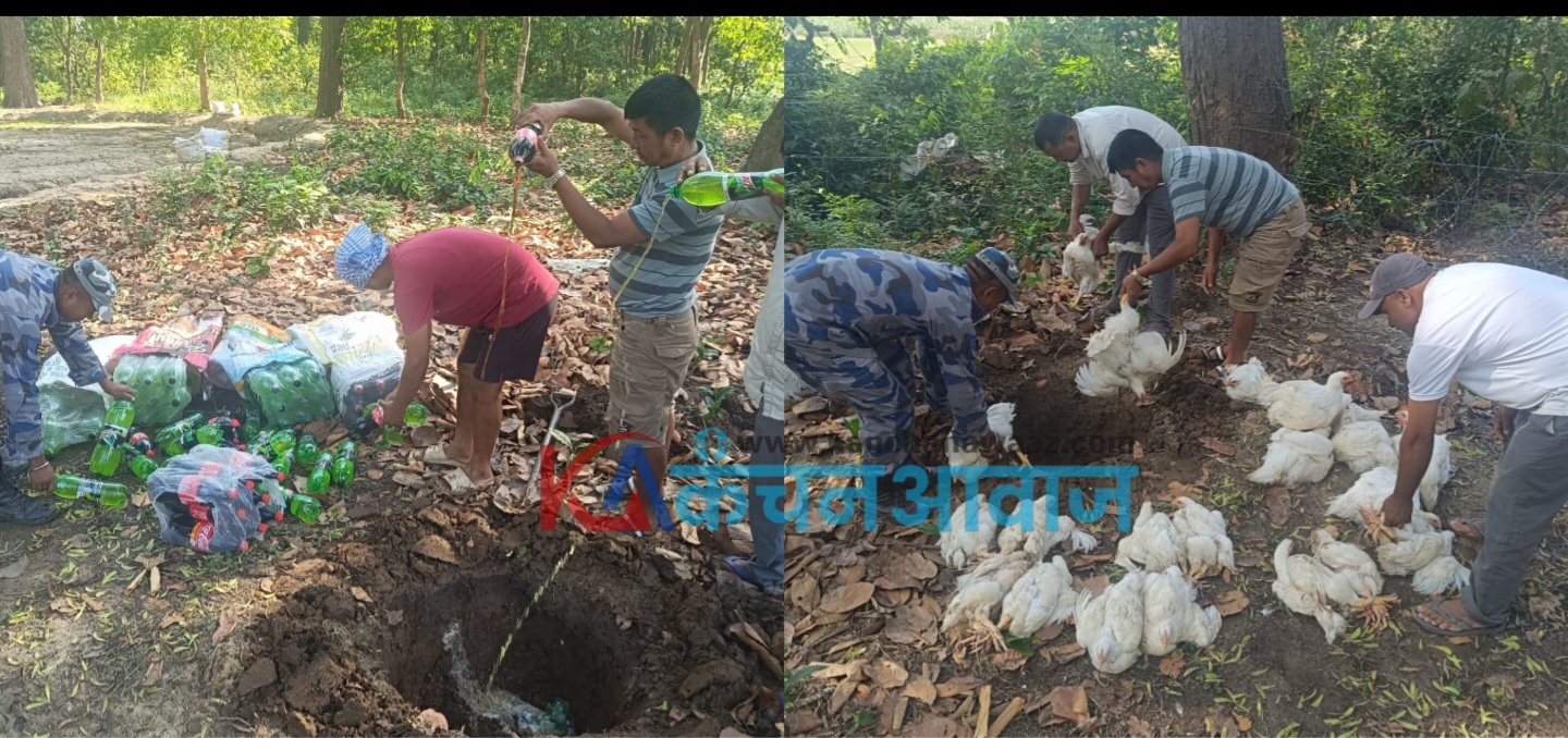 कञ्चनपुरको पुनर्वासमा सशस्त्र प्रहरीद्वारा अवैध कुखुरा र पेय पदार्थ नष्ट