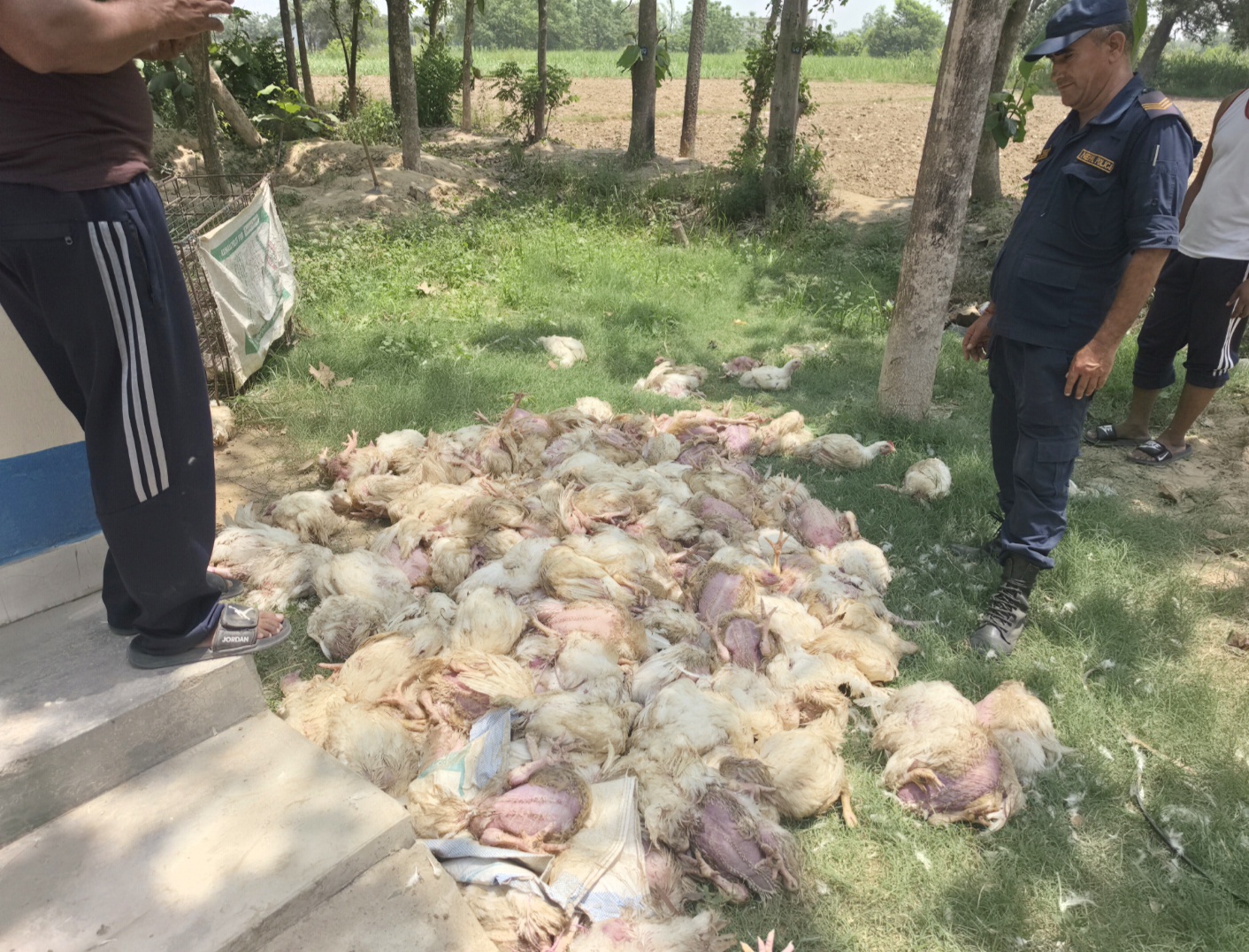 बेलौरीमा भारतबाट अवैध रूपमा ल्याइएका चार लाख मूल्यका कुखुरा बरामद गरी नष्ट